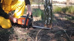 Best Stump Grinding and Removal  in Union, NJ