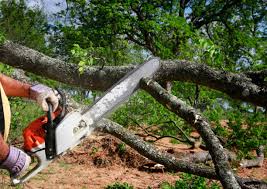 Best Hazardous Tree Removal  in Union, NJ