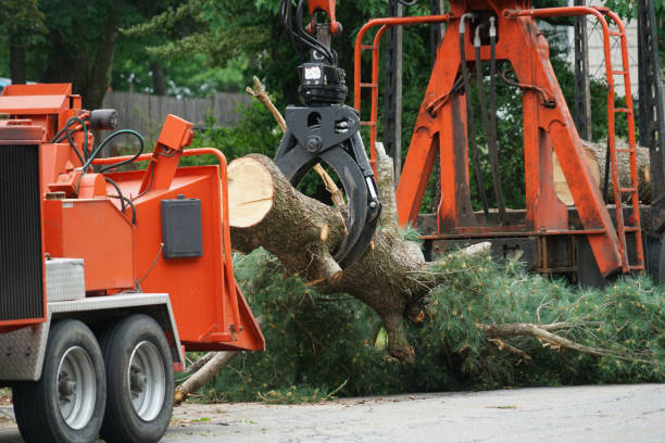 Best Firewood Processing and Delivery  in Union, NJ