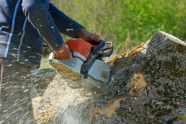 Best Tree and Shrub Care  in Union, NJ