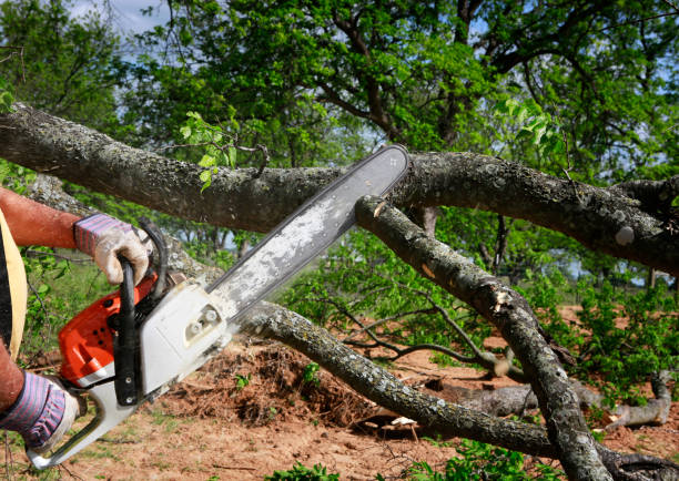 Best Fruit Tree Pruning  in Union, NJ